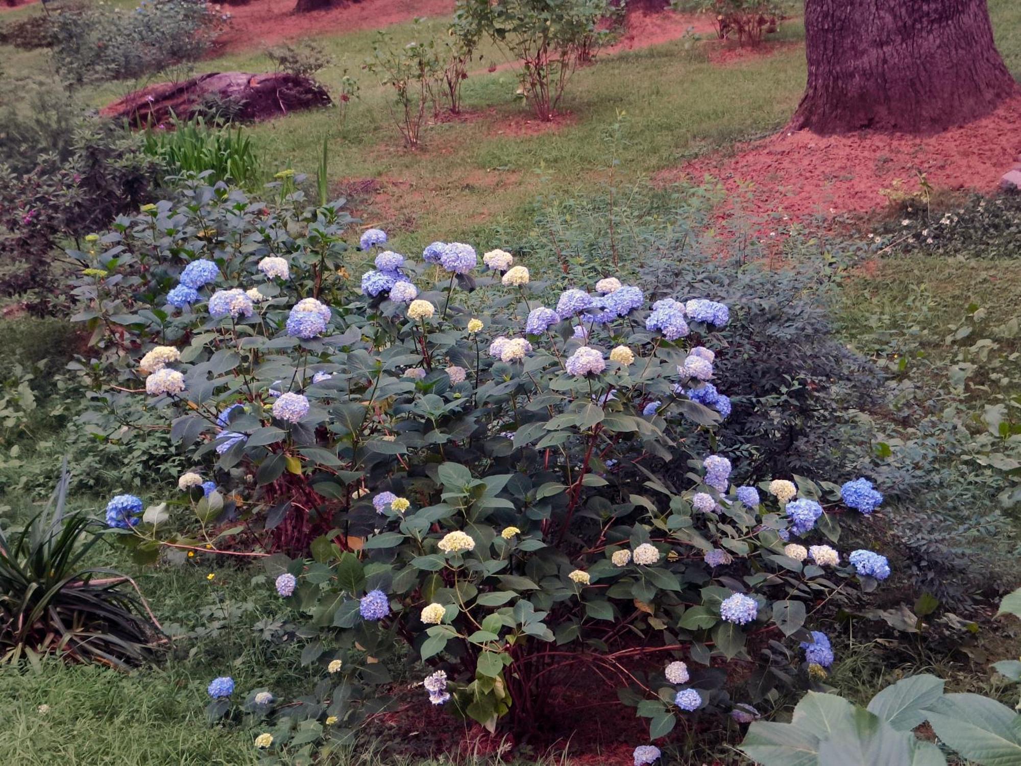 Melody Orchard Cottage Jagatsukh Exterior foto